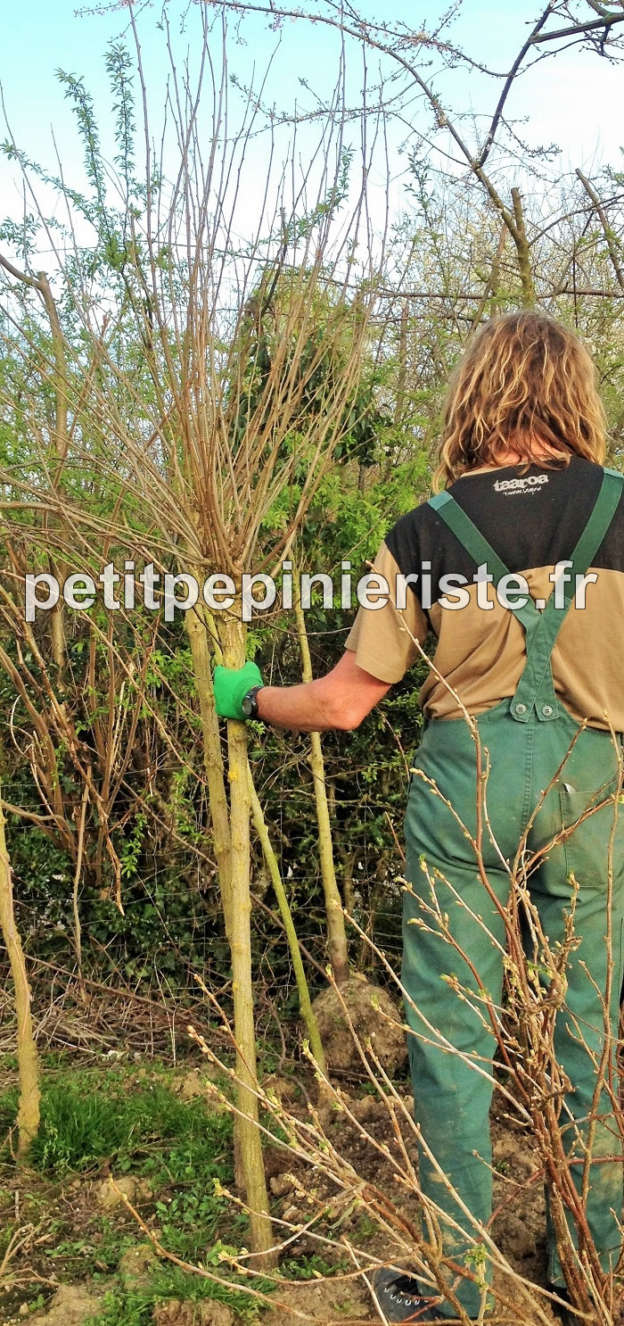 Acacia boule en vente